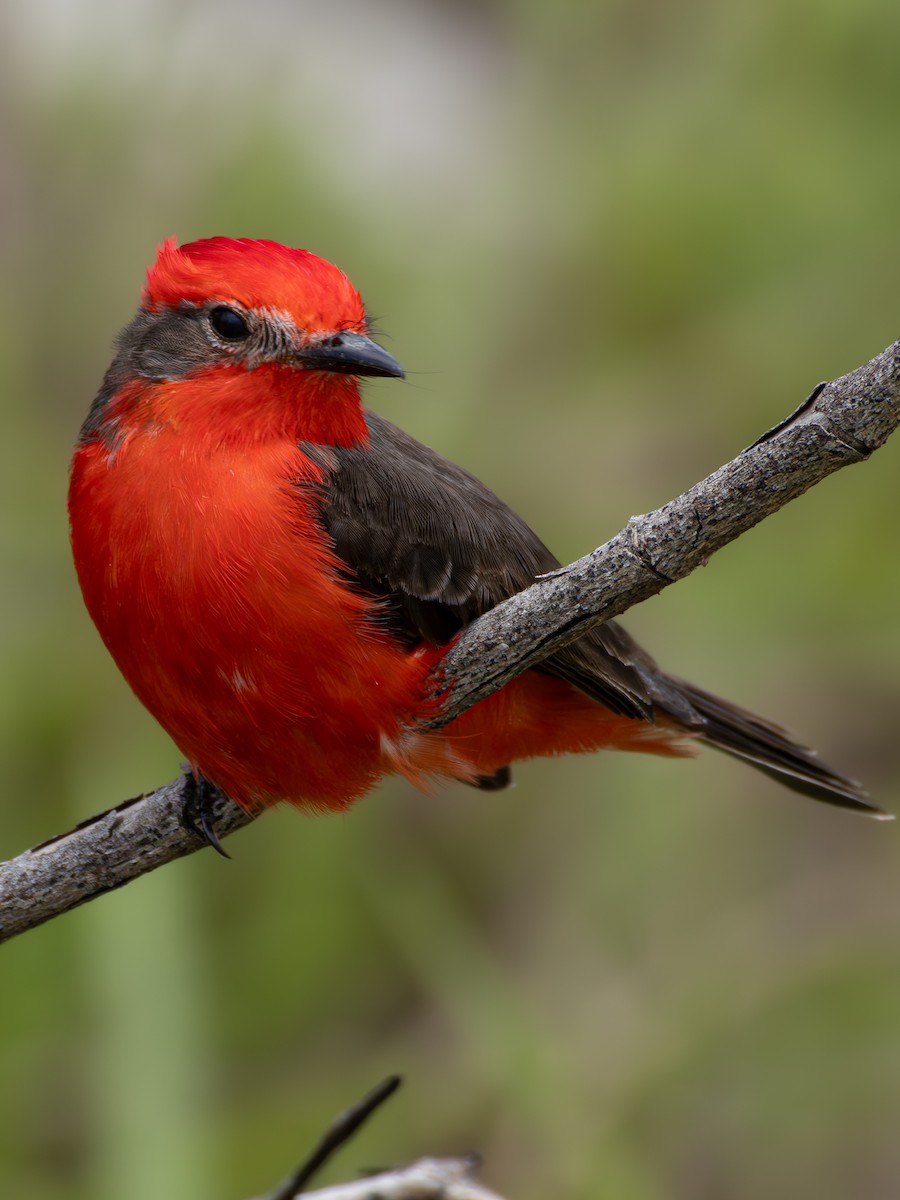 Vermilion Flycatcher - ML618053190