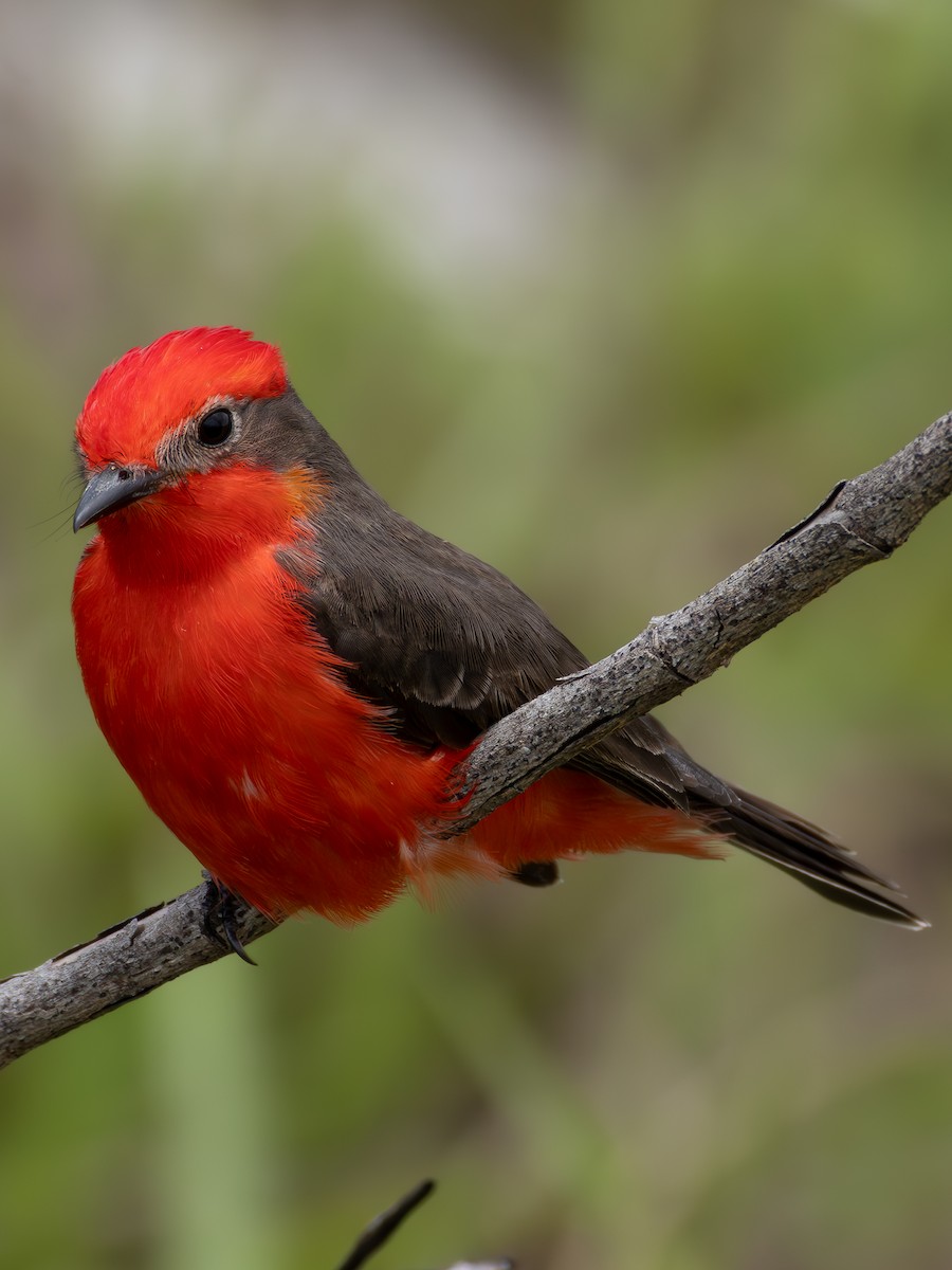 Vermilion Flycatcher - ML618053191