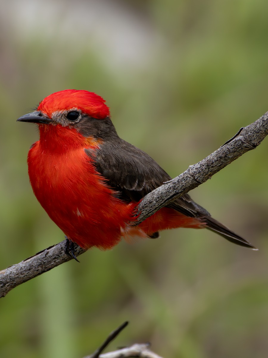 Vermilion Flycatcher - ML618053192