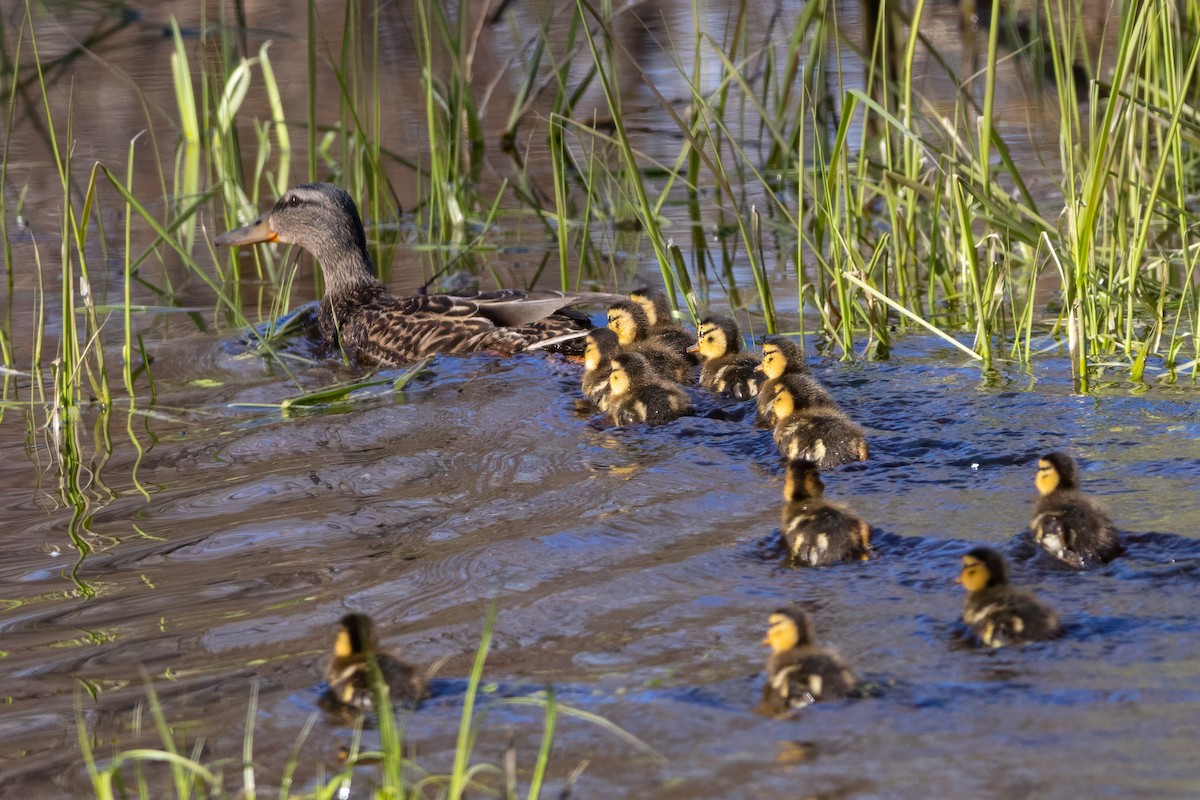 Mallard - ML618053196