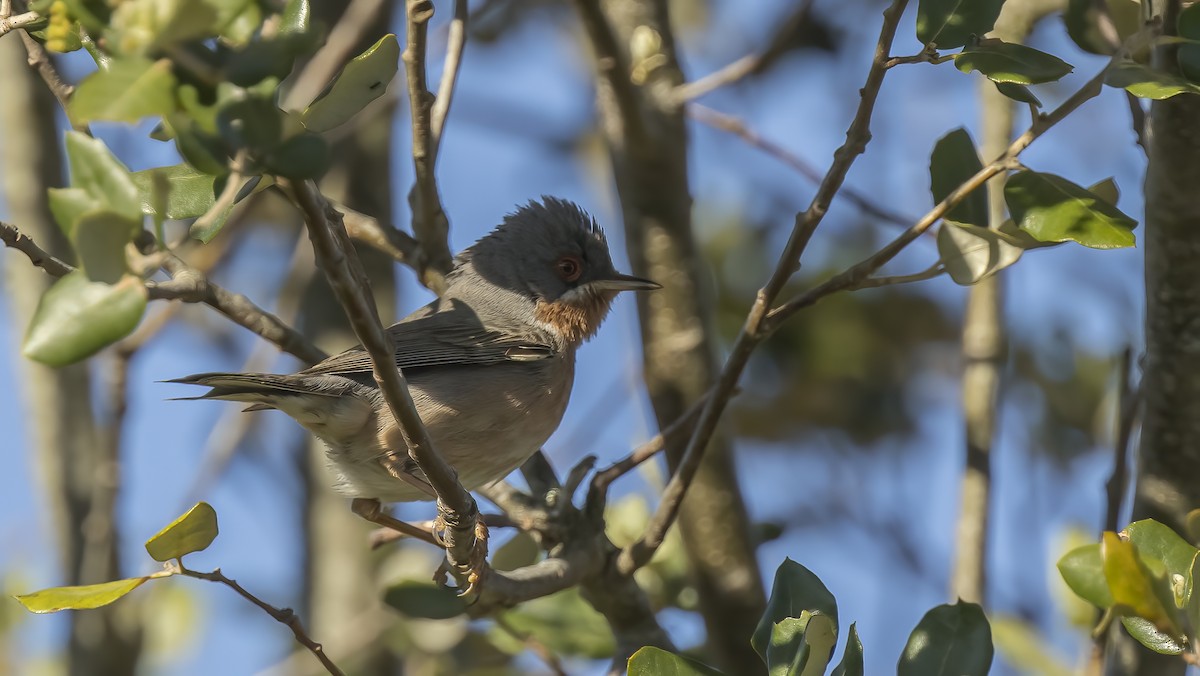 Western Subalpine Warbler - ML618053203