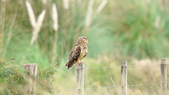 Hibou des marais - ML618053214