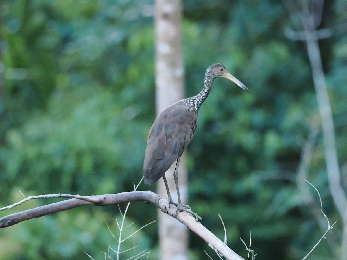 Limpkin - Ben Wilcox