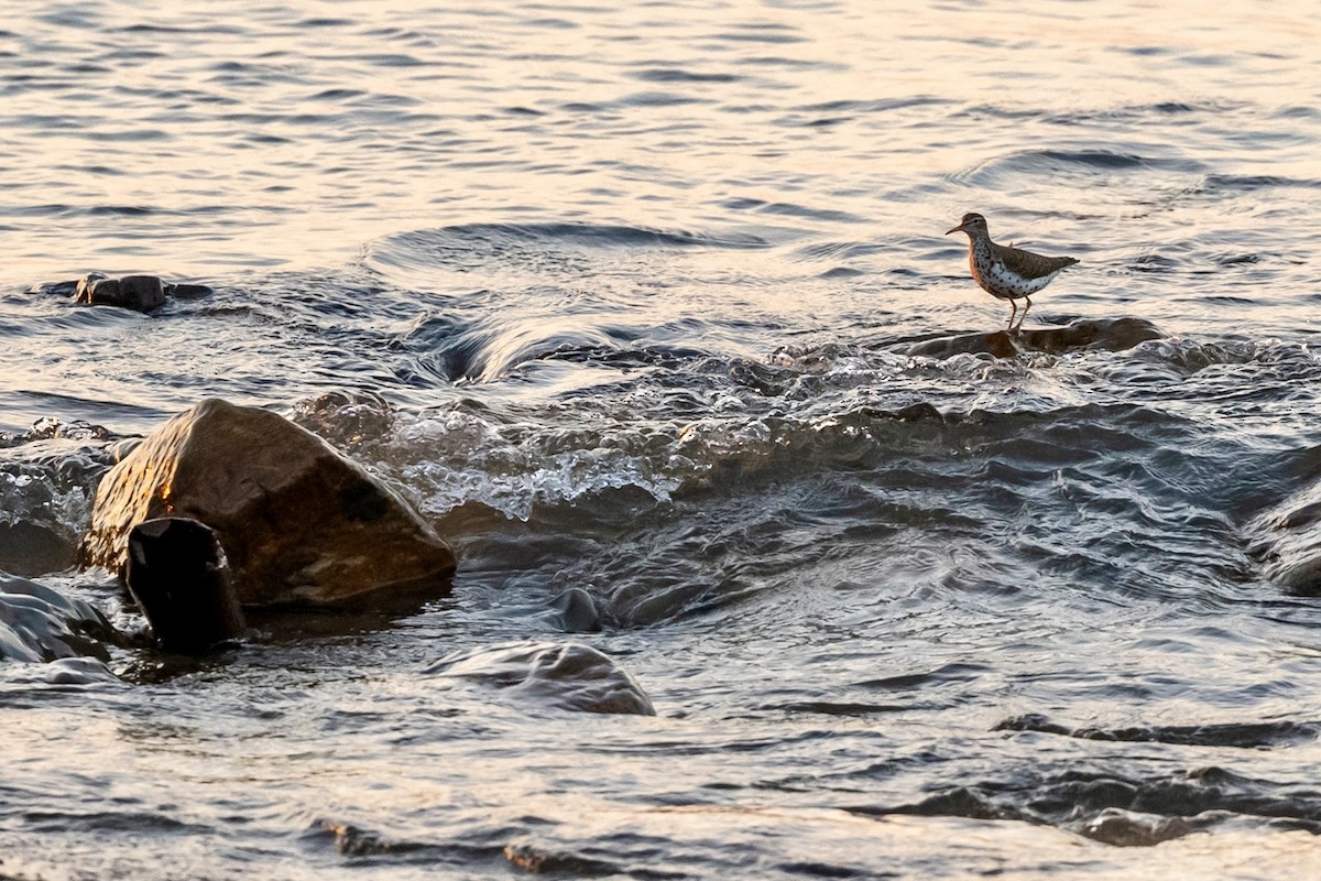 Spotted Sandpiper - ML618053233