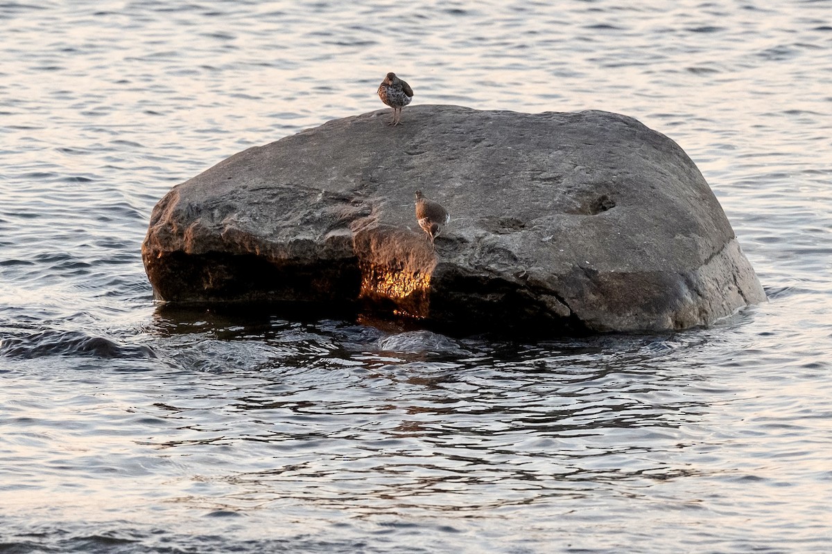 Spotted Sandpiper - ML618053234