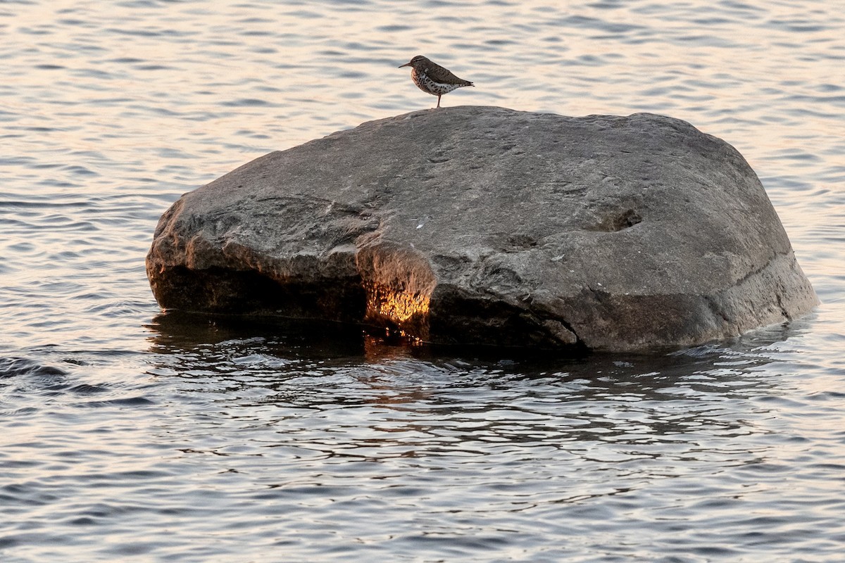 Spotted Sandpiper - ML618053235