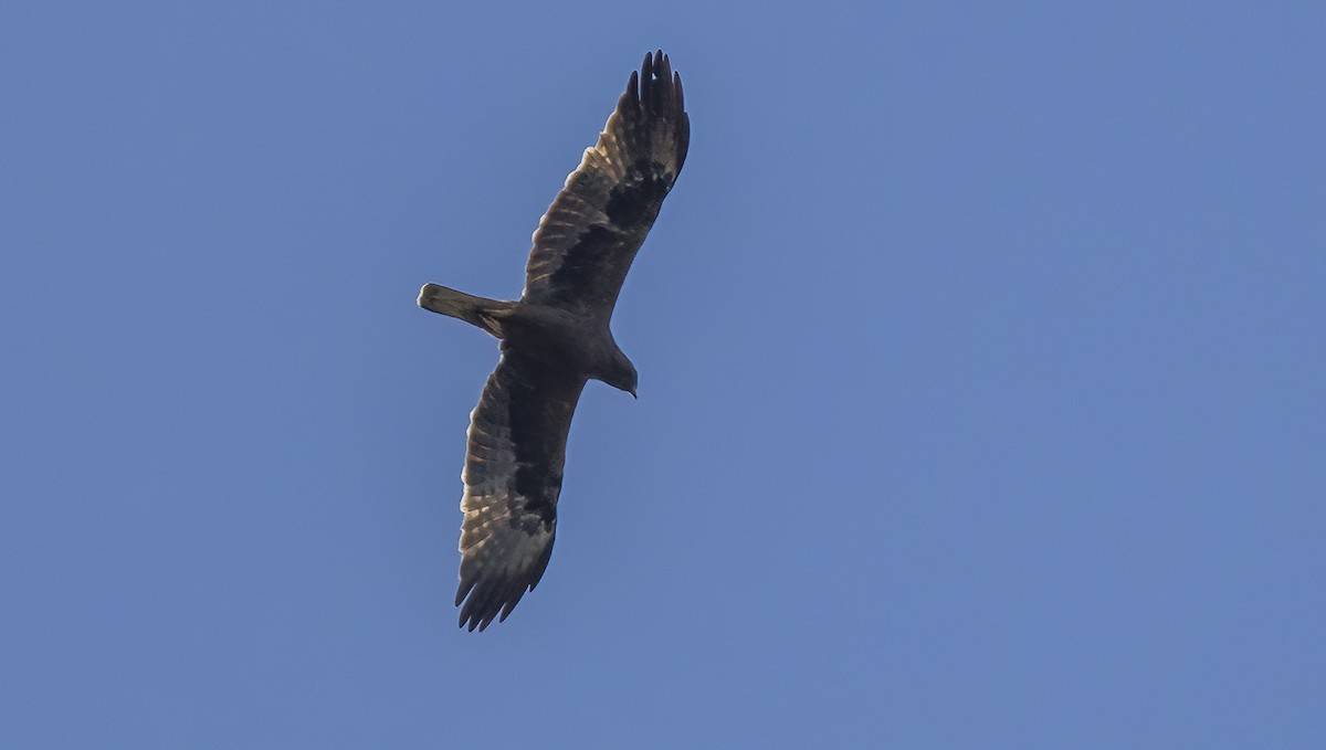 Booted Eagle - ML618053240