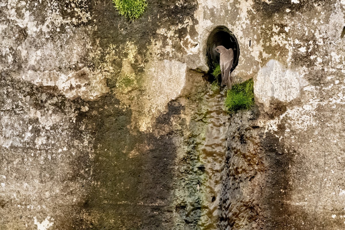 Northern Rough-winged Swallow - ML618053248