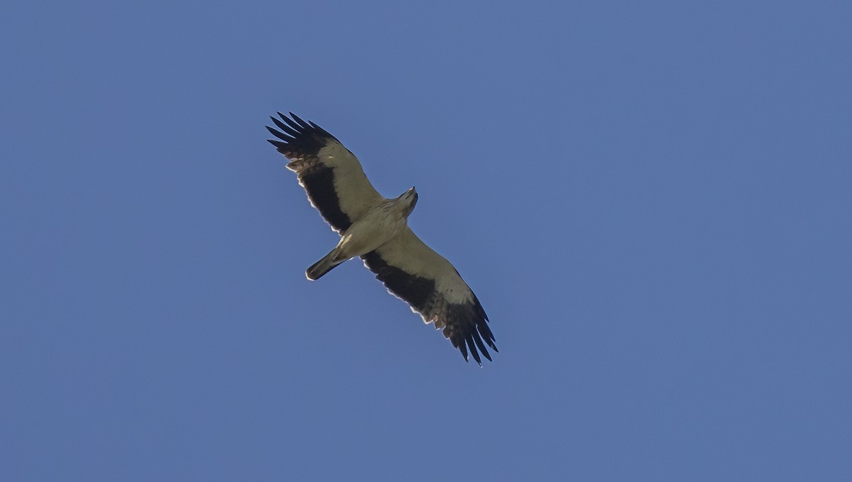 עיט גמדי - ML618053251