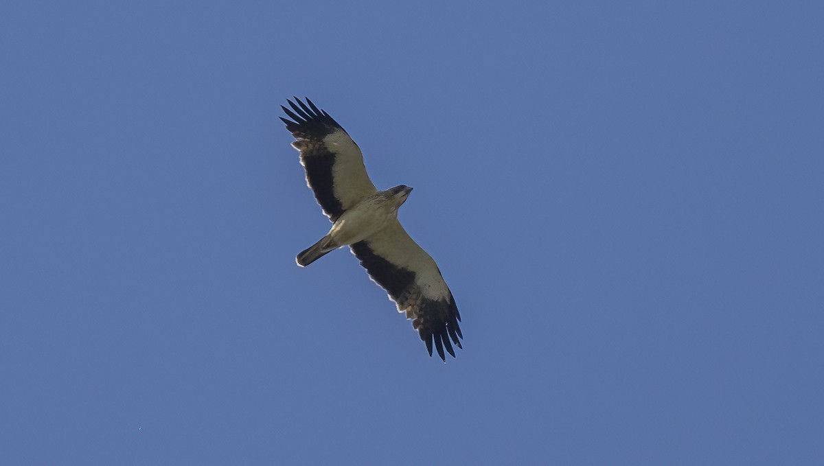 Booted Eagle - ML618053253