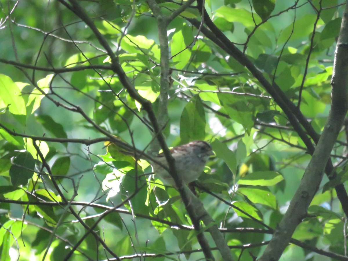 White-throated Sparrow - Curtis Mahon