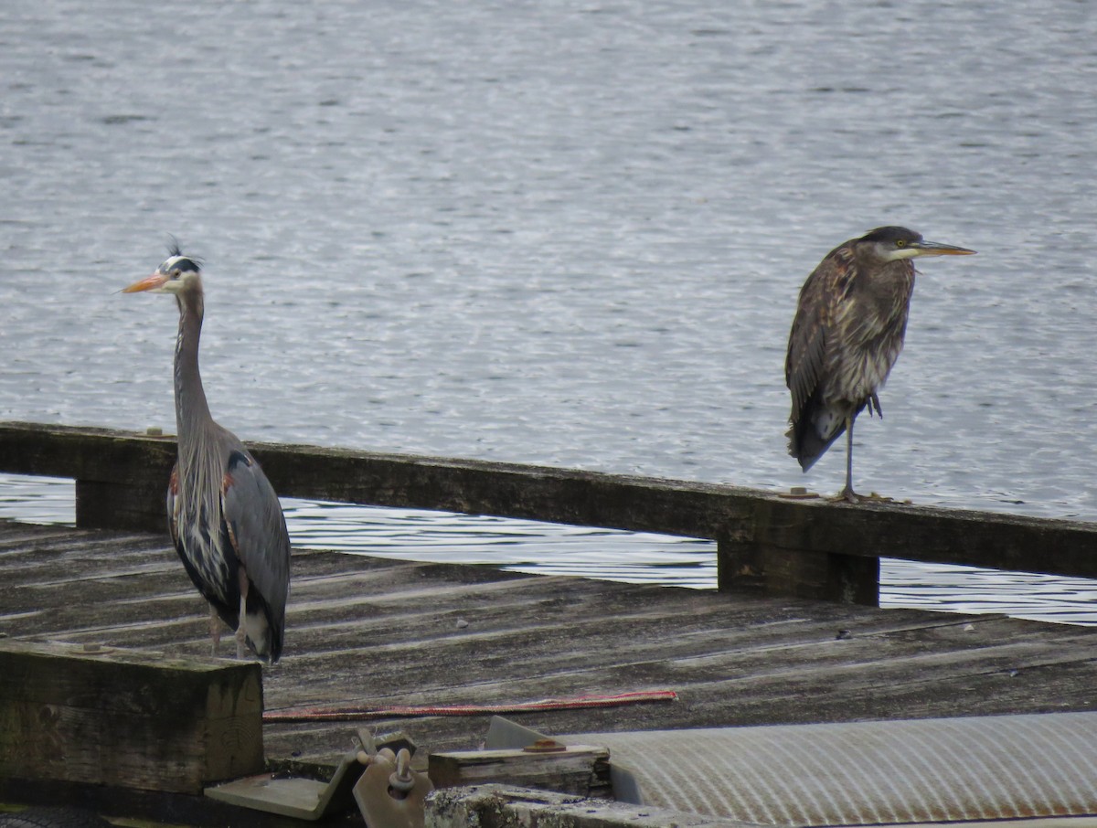 Great Blue Heron - Teresa Weismiller