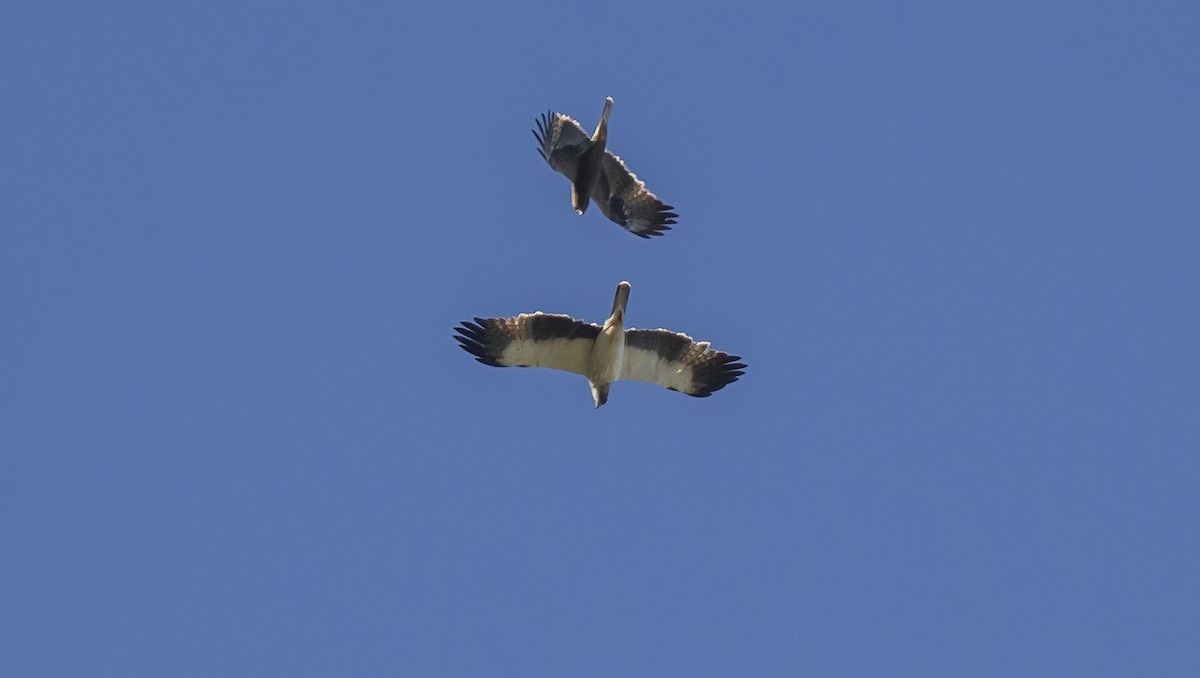 Booted Eagle - ML618053270