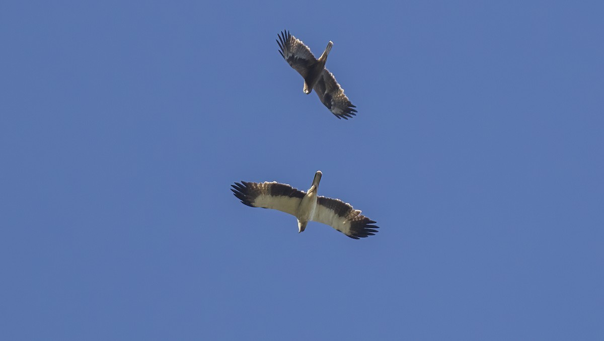 Booted Eagle - ML618053281