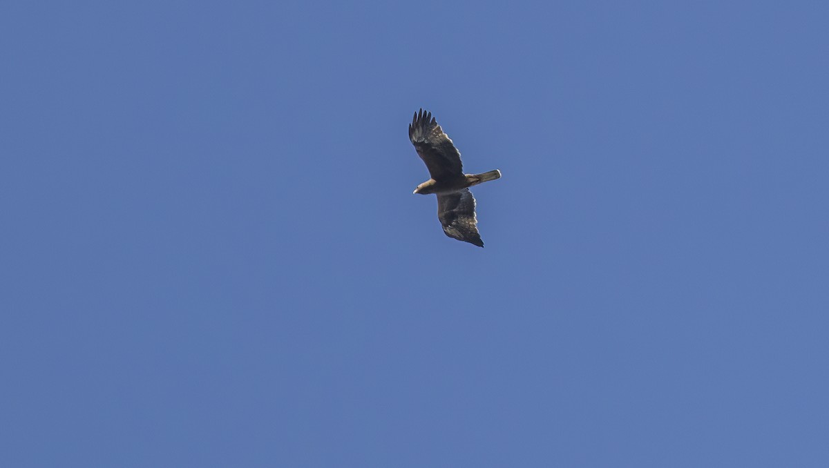 Booted Eagle - ML618053282