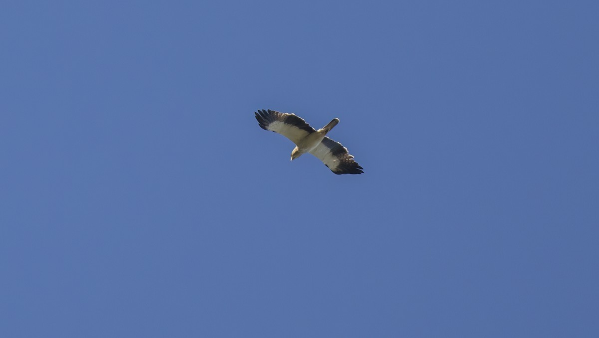 Booted Eagle - ML618053288