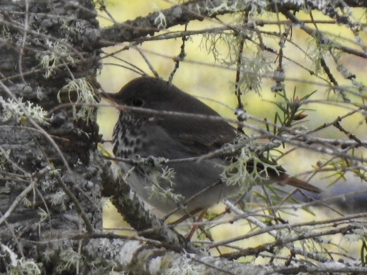 Hermit Thrush - ML618053311