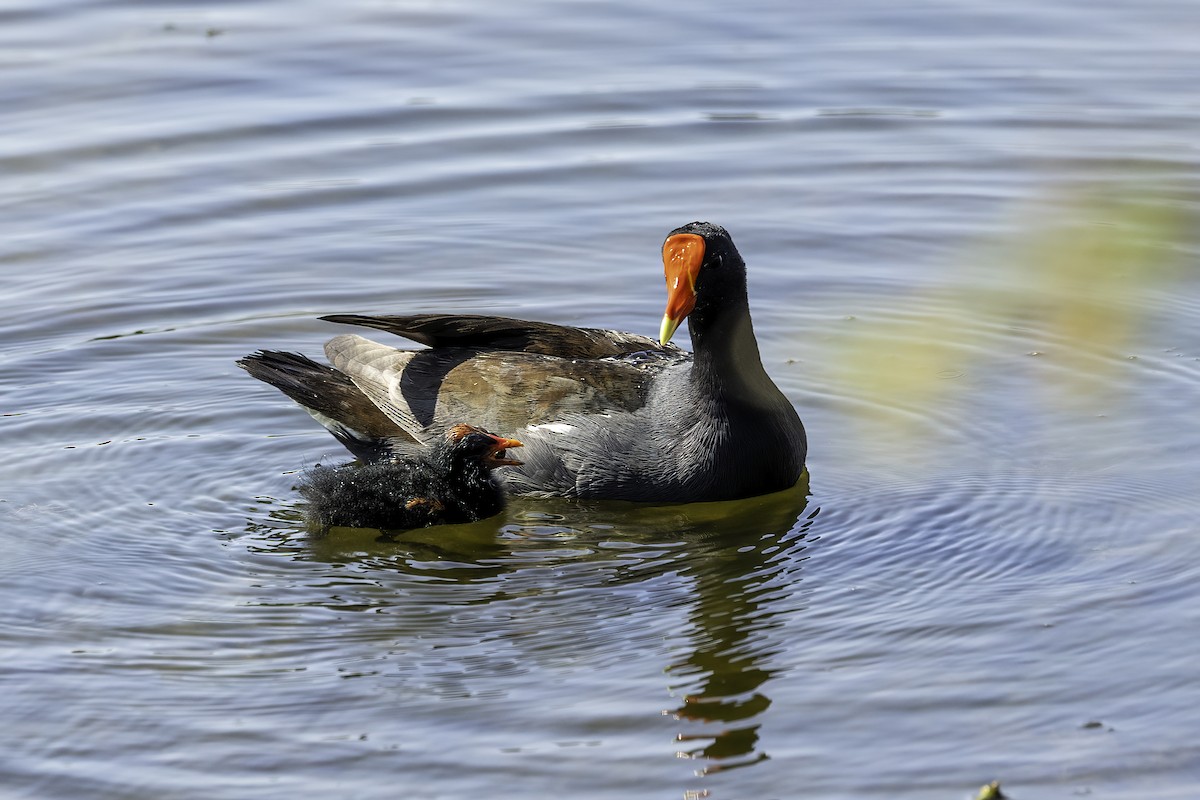 Common Gallinule - ML618053313