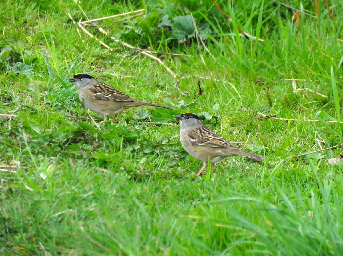 Golden-crowned Sparrow - Teresa Weismiller