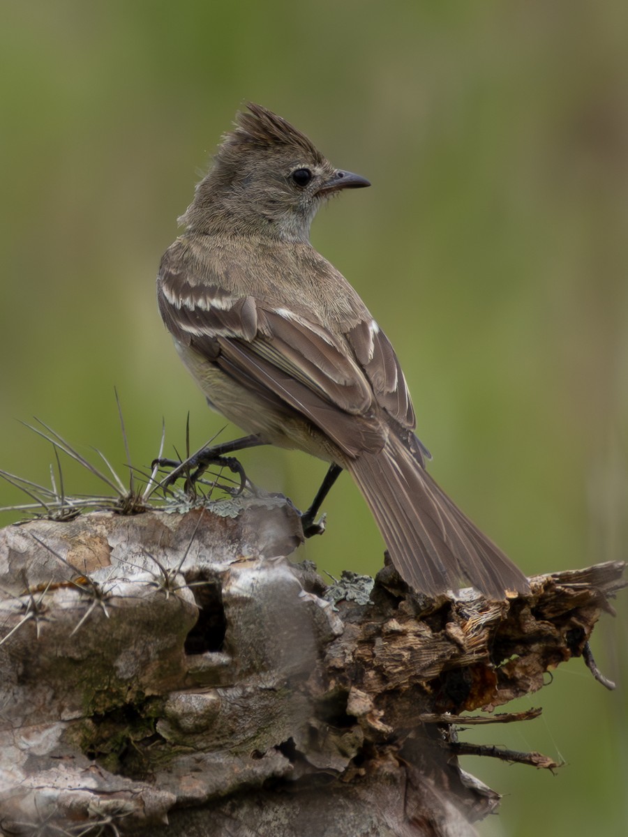 Short-crested Flycatcher - ML618053335