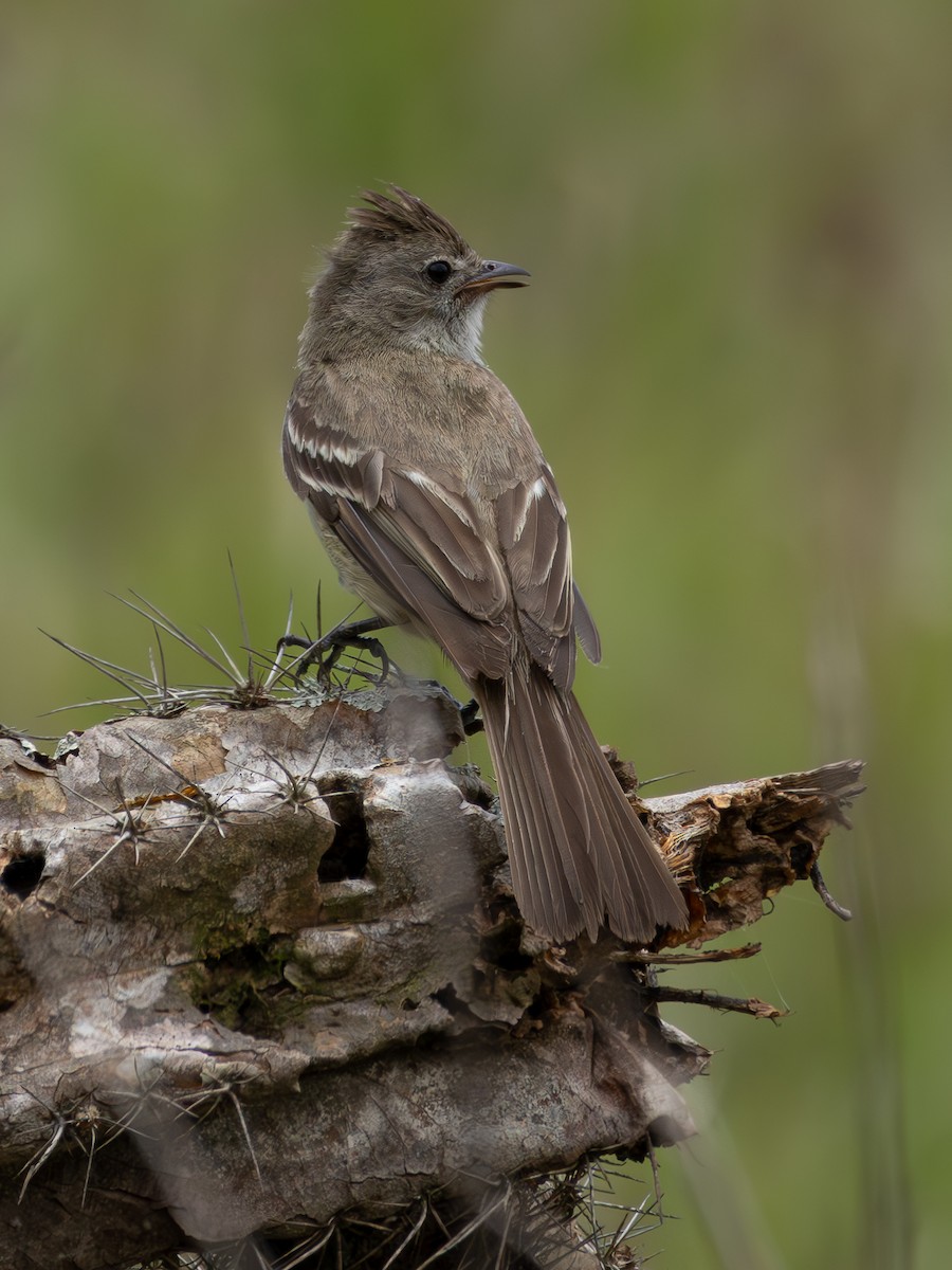 Short-crested Flycatcher - ML618053337