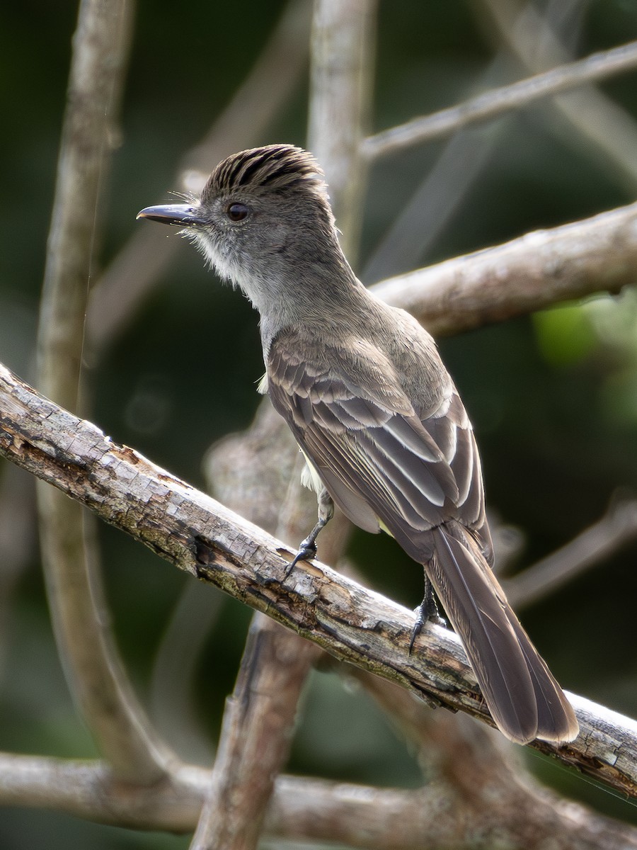 Short-crested Flycatcher - ML618053338