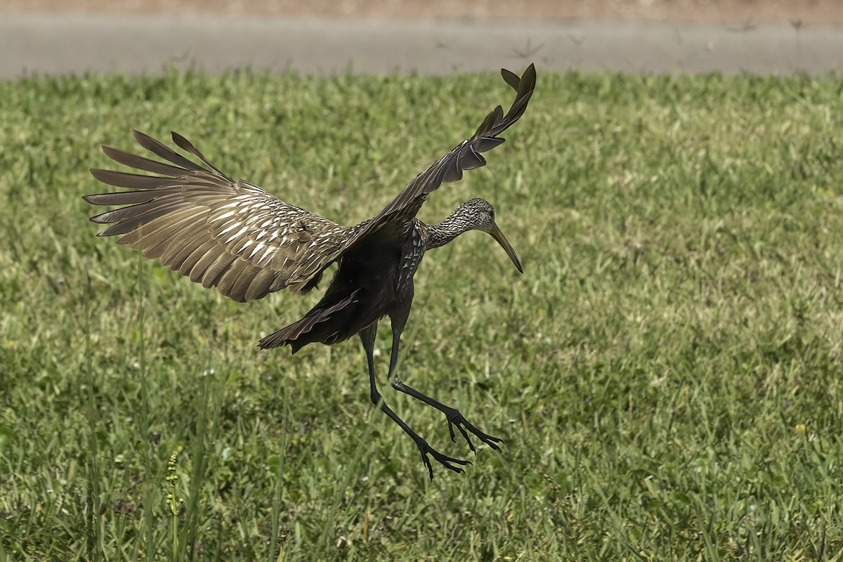 Limpkin - ML618053348