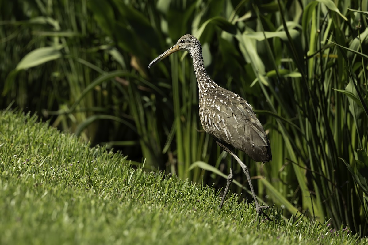 Limpkin - ML618053350