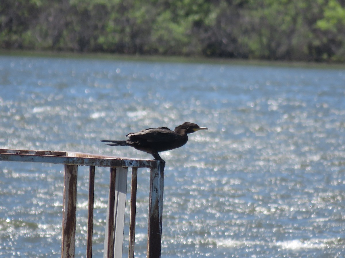 Neotropic Cormorant - ML618053358