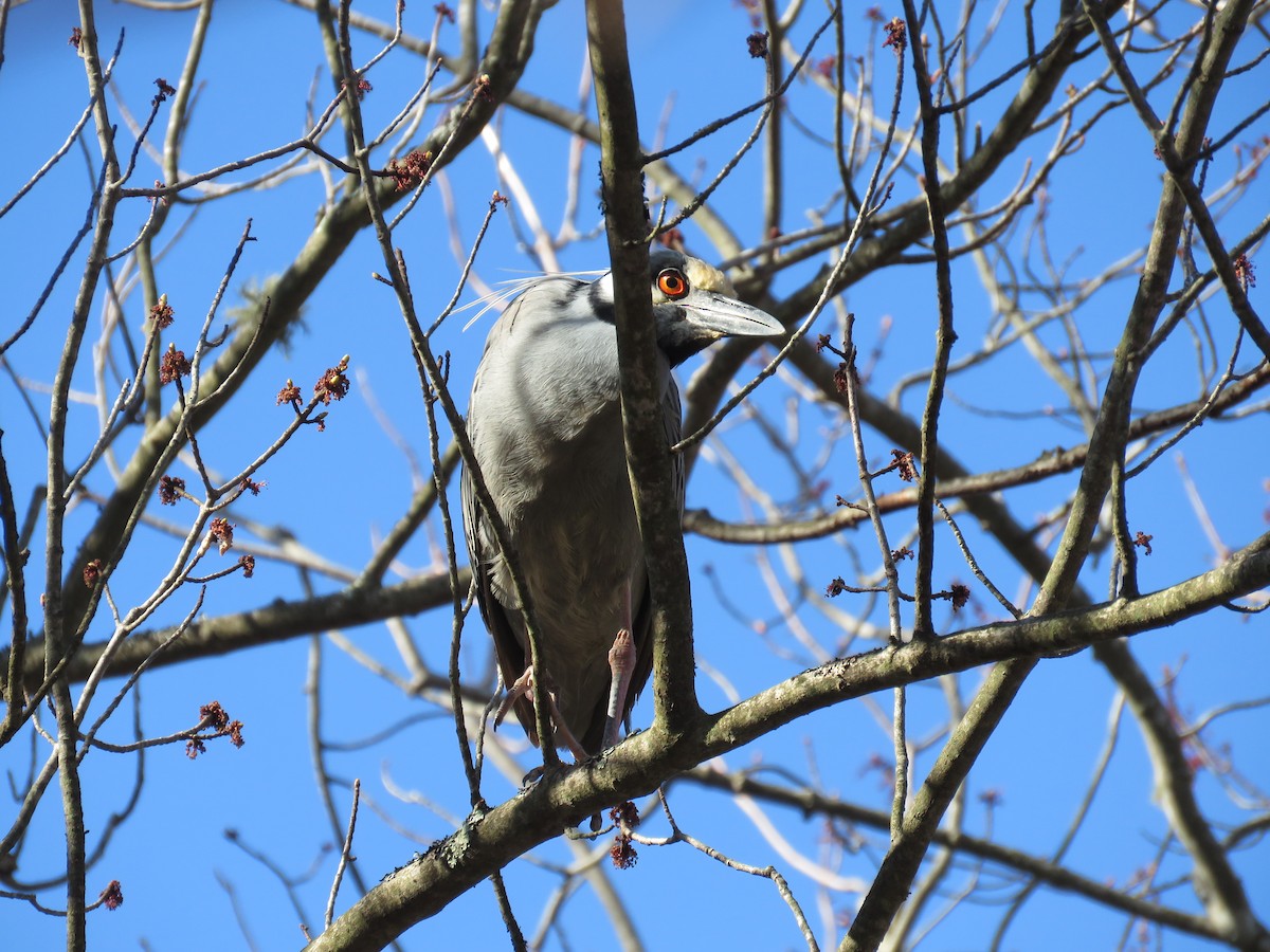 Yellow-crowned Night Heron - Steve Babbitt