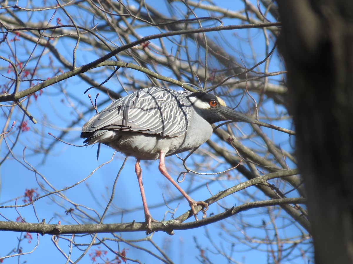 Yellow-crowned Night Heron - ML618053363