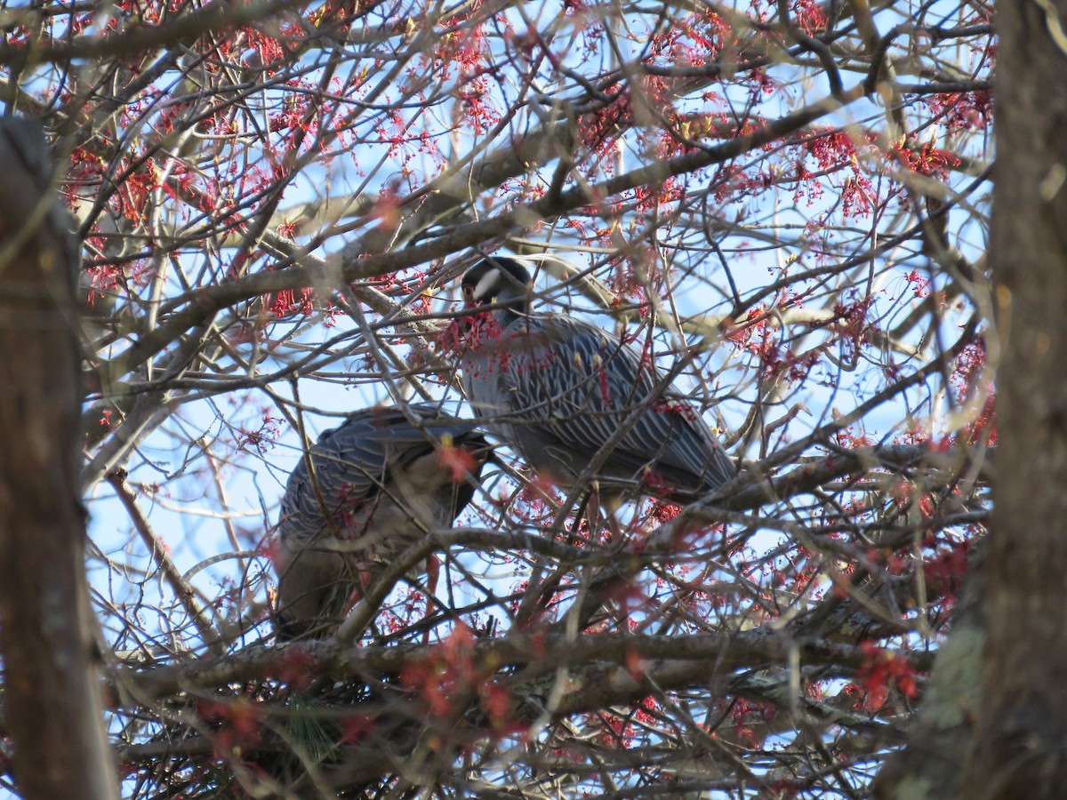 Yellow-crowned Night Heron - ML618053365