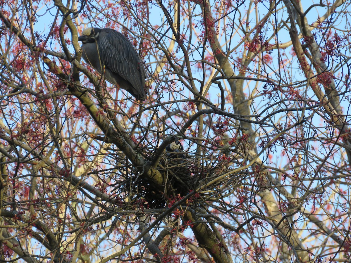 Yellow-crowned Night Heron - Steve Babbitt