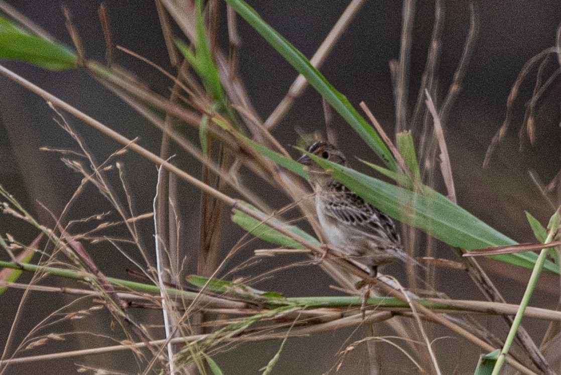 Grasshopper Sparrow - John Ramírez Núñez