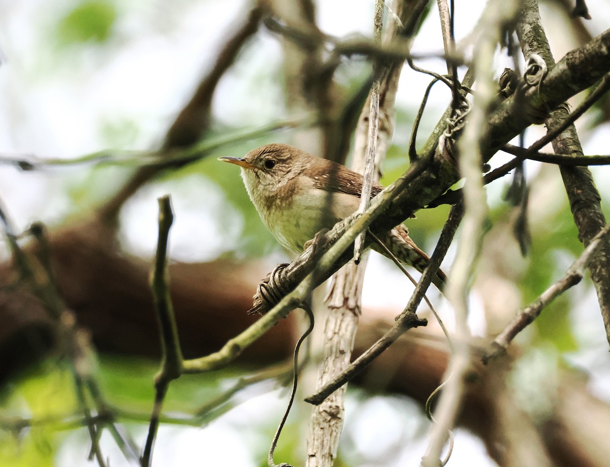 House Wren - ML618053372