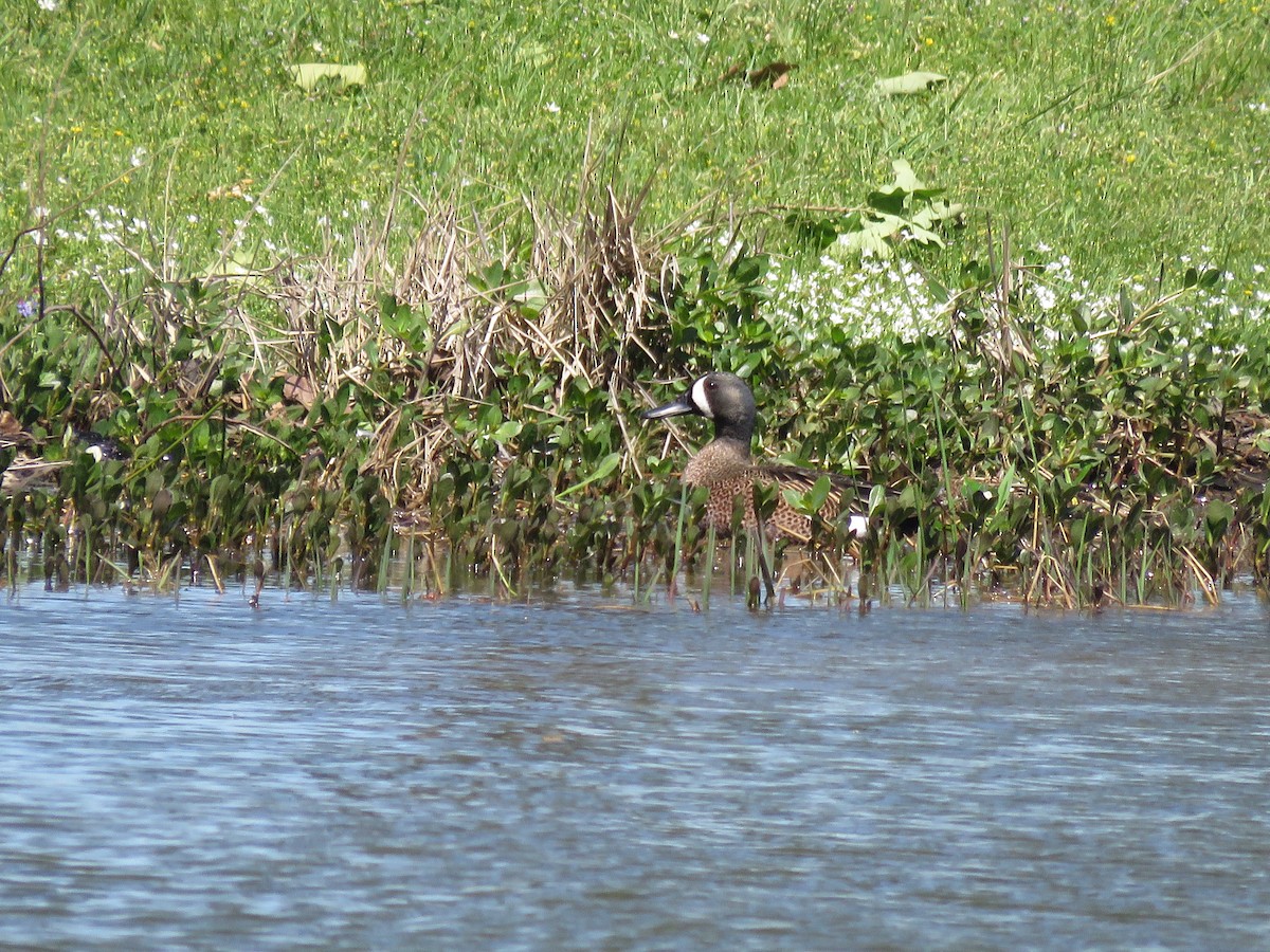 Blue-winged Teal - Curtis Mahon