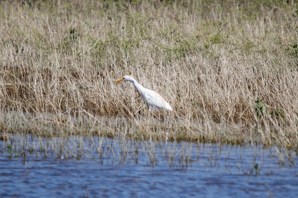 Western Cattle Egret - Sammy Cowell