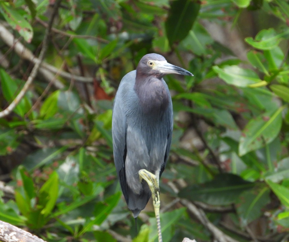 Little Blue Heron - ML618053387