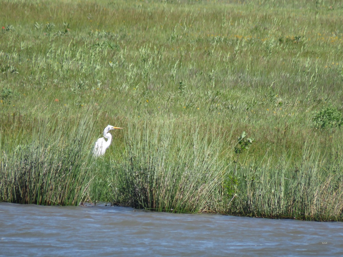 Great Egret - ML618053396