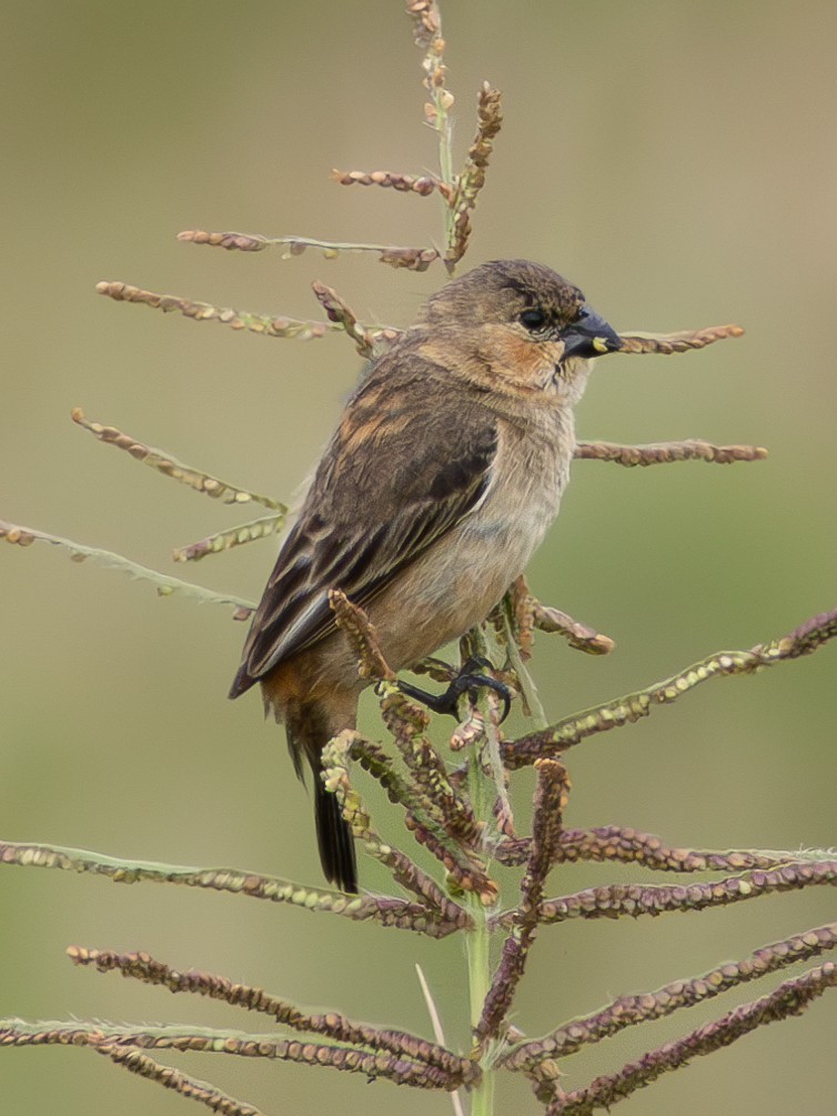 Copper Seedeater - Christine Mazaracki