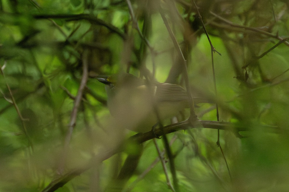 White-eyed Vireo - Brian Fleming