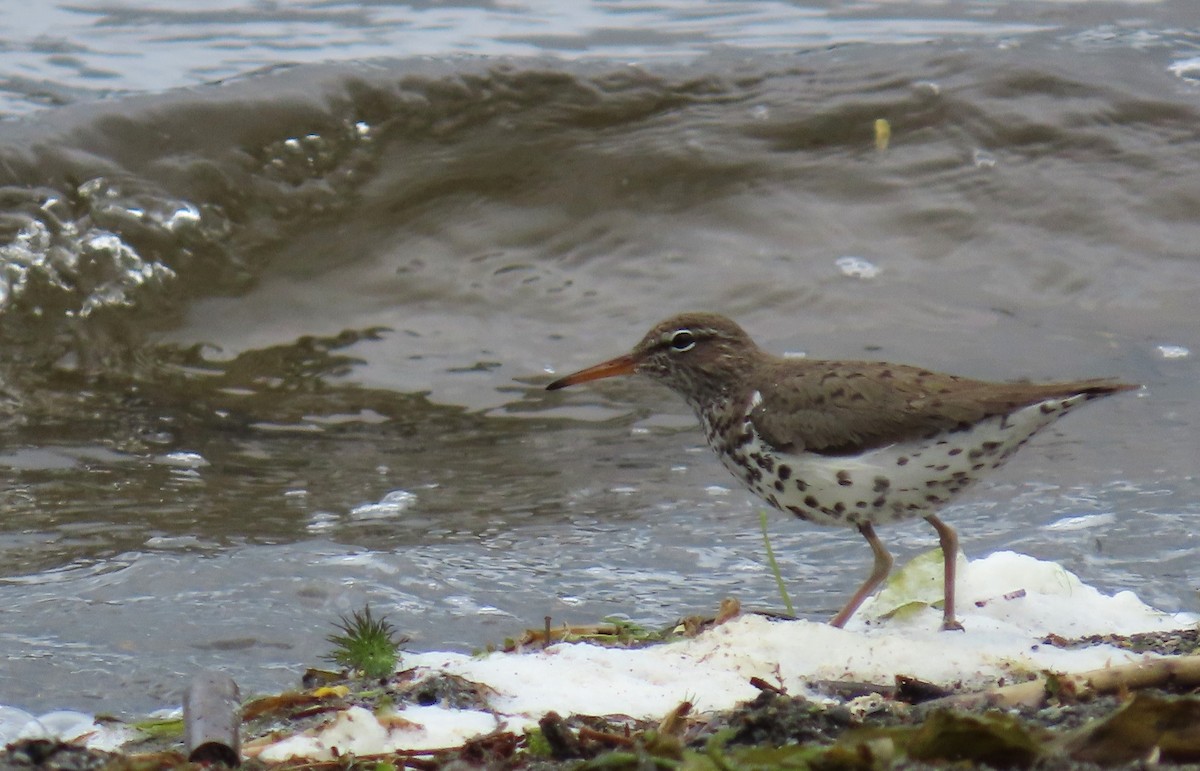 Spotted Sandpiper - ML618053420