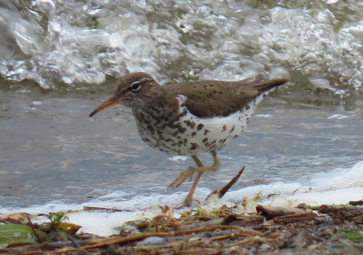 Spotted Sandpiper - ML618053441