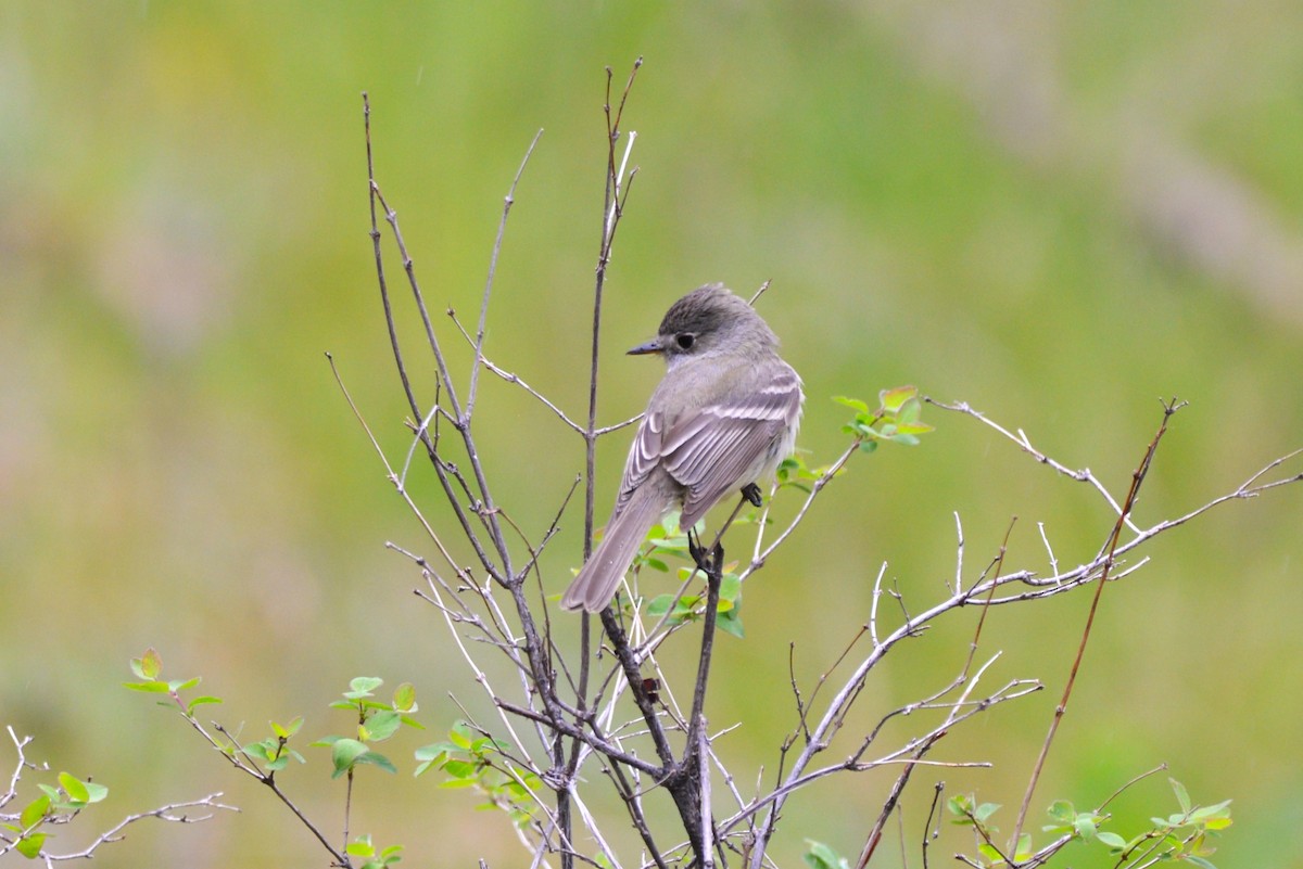 Hammond's Flycatcher - Henry deJong