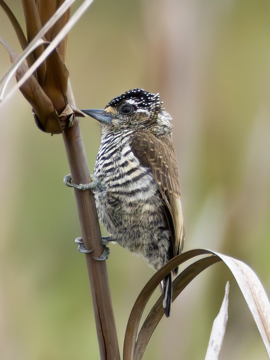 White-barred Piculet - Christine Mazaracki