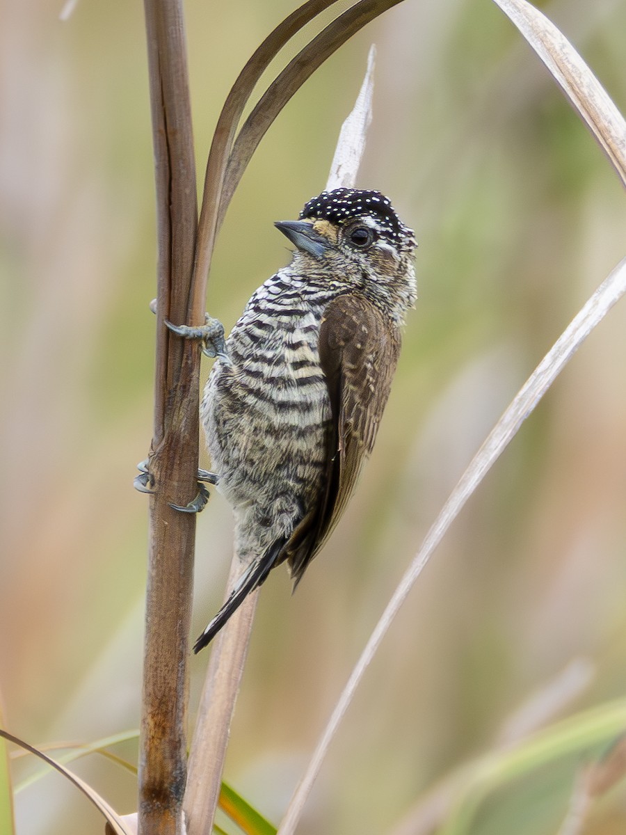 White-barred Piculet - Christine Mazaracki