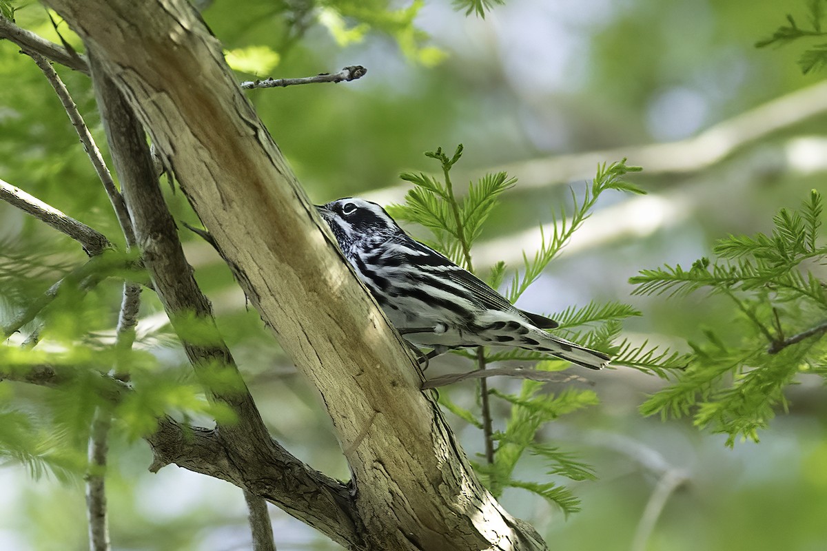Black-and-white Warbler - ML618053493