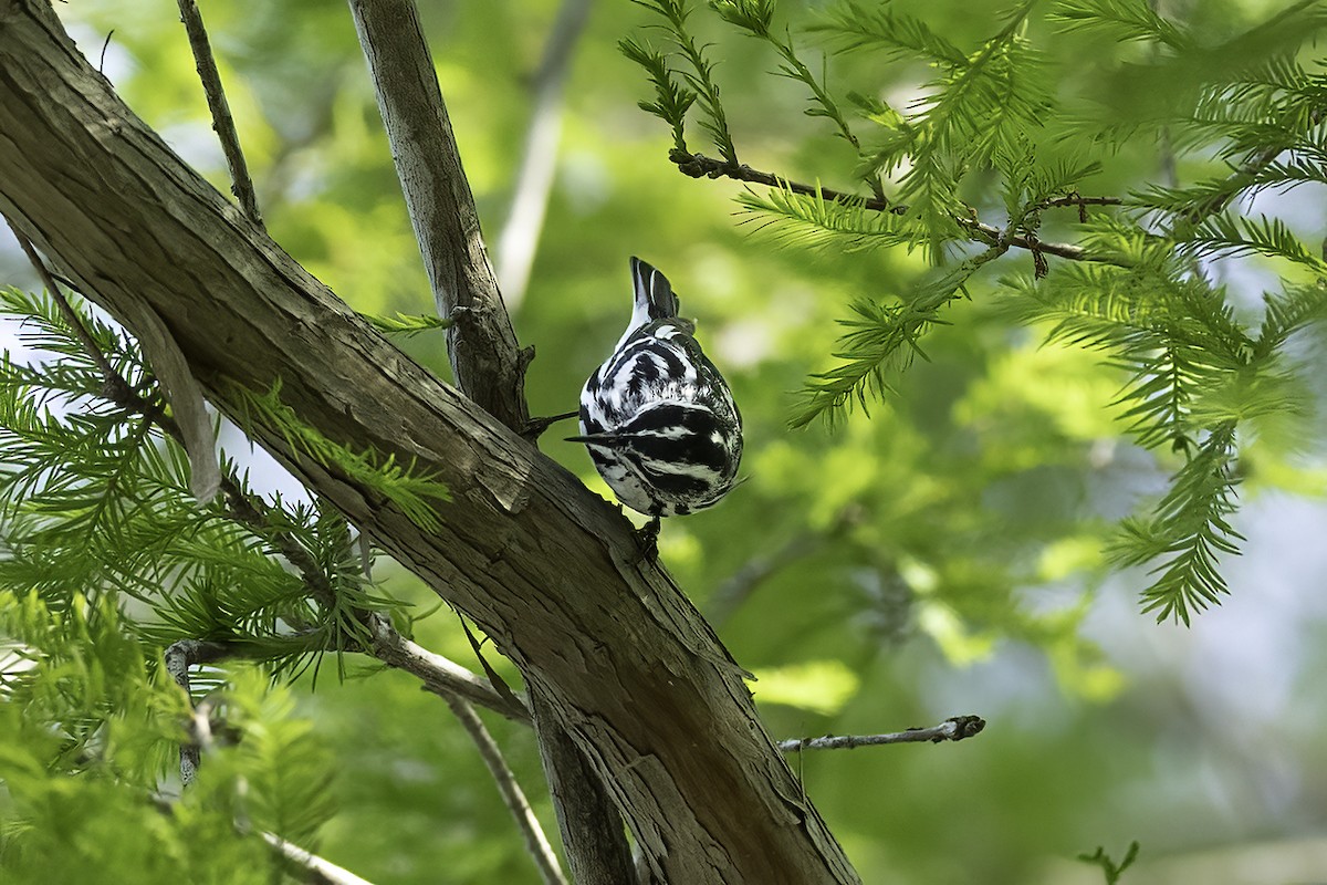 Black-and-white Warbler - ML618053494