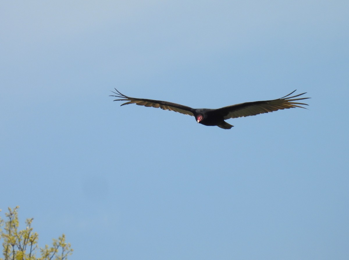 Turkey Vulture - ML618053495