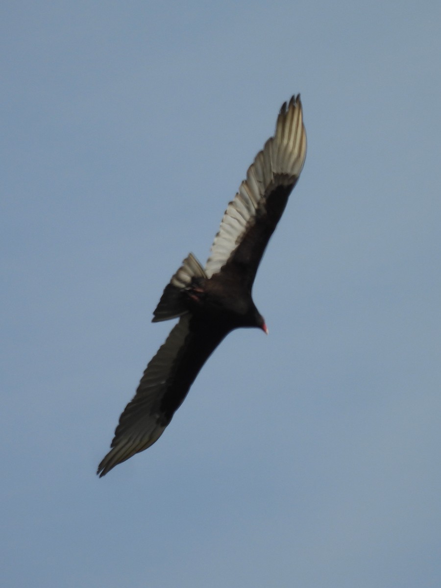 Turkey Vulture - ML618053497